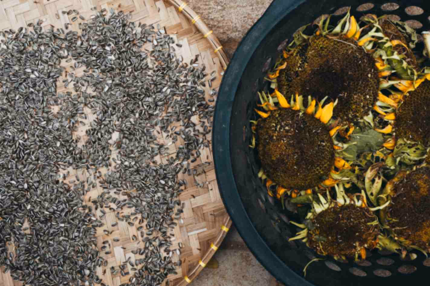 Top 4 Health Benefits of Sunflower Seeds